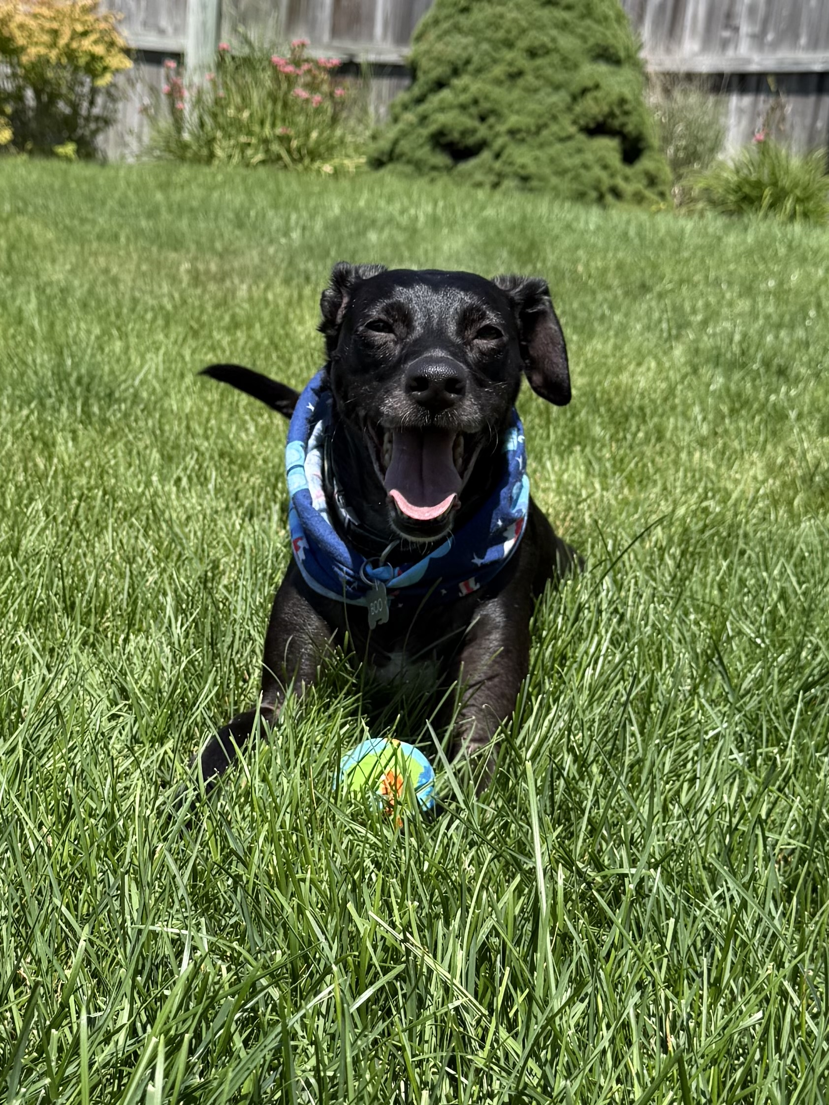 Boo, Jamie's dog.